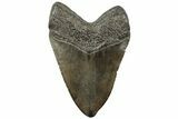 Fossil Megalodon Tooth - South Carolina #312036-1